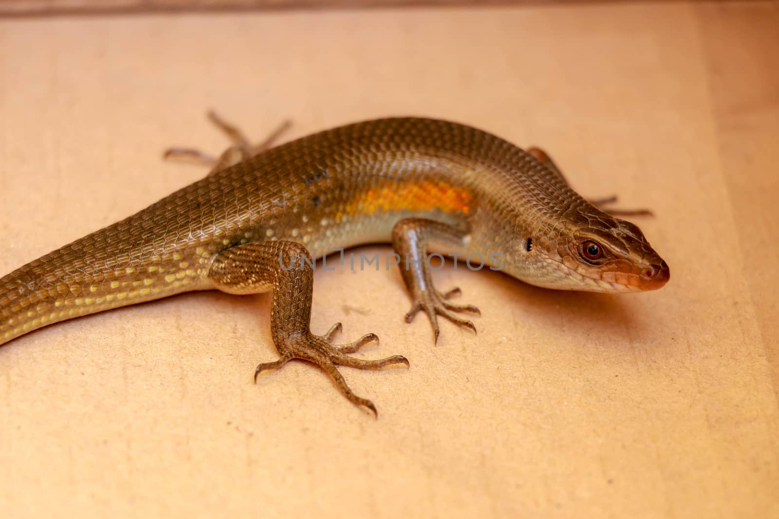 close up of a common sun skink on the ground in bali by Sanatana2008