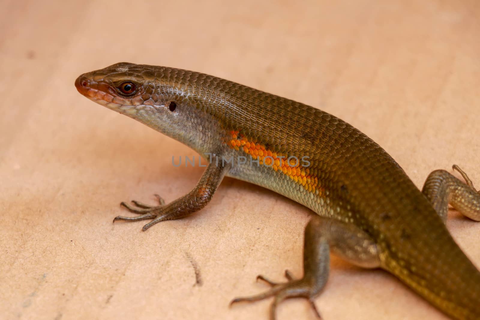 close up of a common sun skink on the ground in bali.