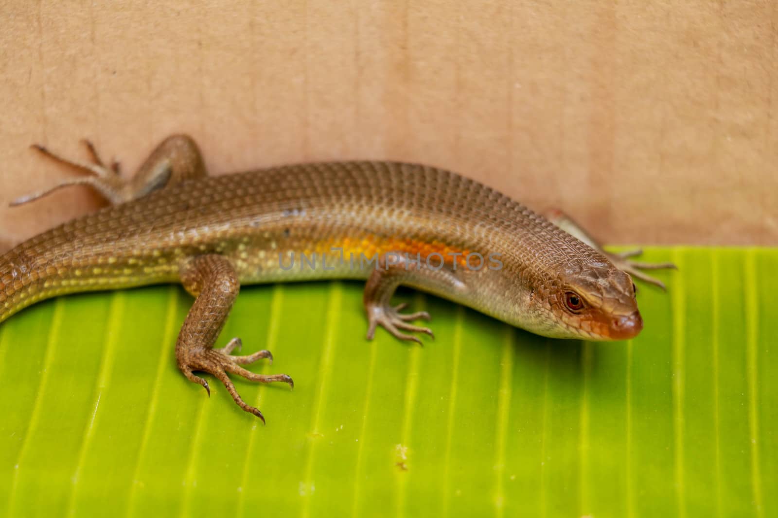 close up of a common sun skink on the ground in bali.