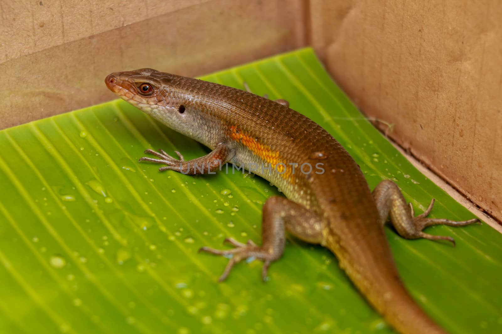 Balinese Skink. Lizard Eutropis multifasciata on a wet green leaf between water camps. Most species of skinks have long, tapering tails that they can shed if a predator grabs the tail.