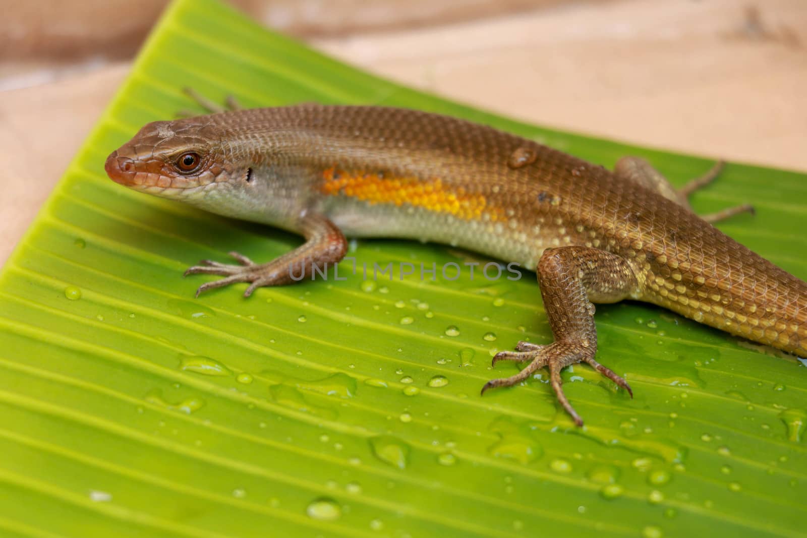 Balinese Skink. Lizard Eutropis multifasciata on a wet green leaf between water camps. Most species of skinks have long, tapering tails that they can shed if a predator grabs the tail by Sanatana2008