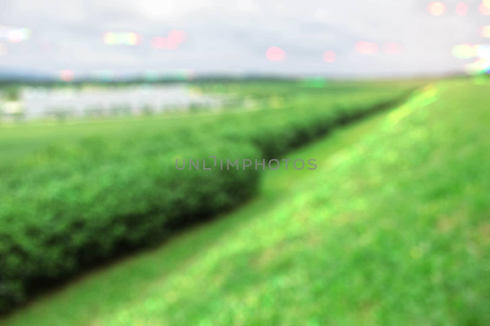 grass with blurred background. by start08