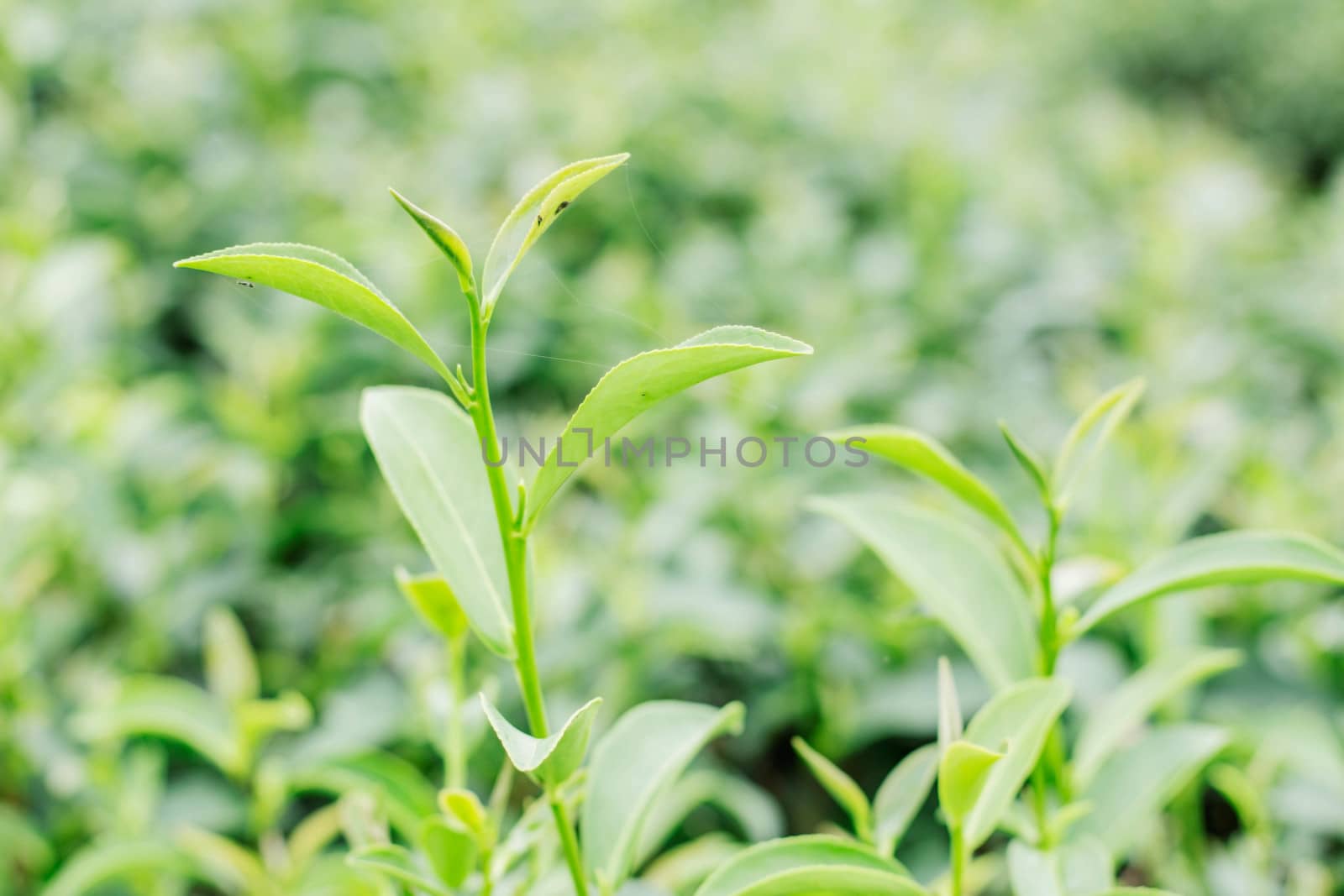 tea leaves with blurred background. by start08