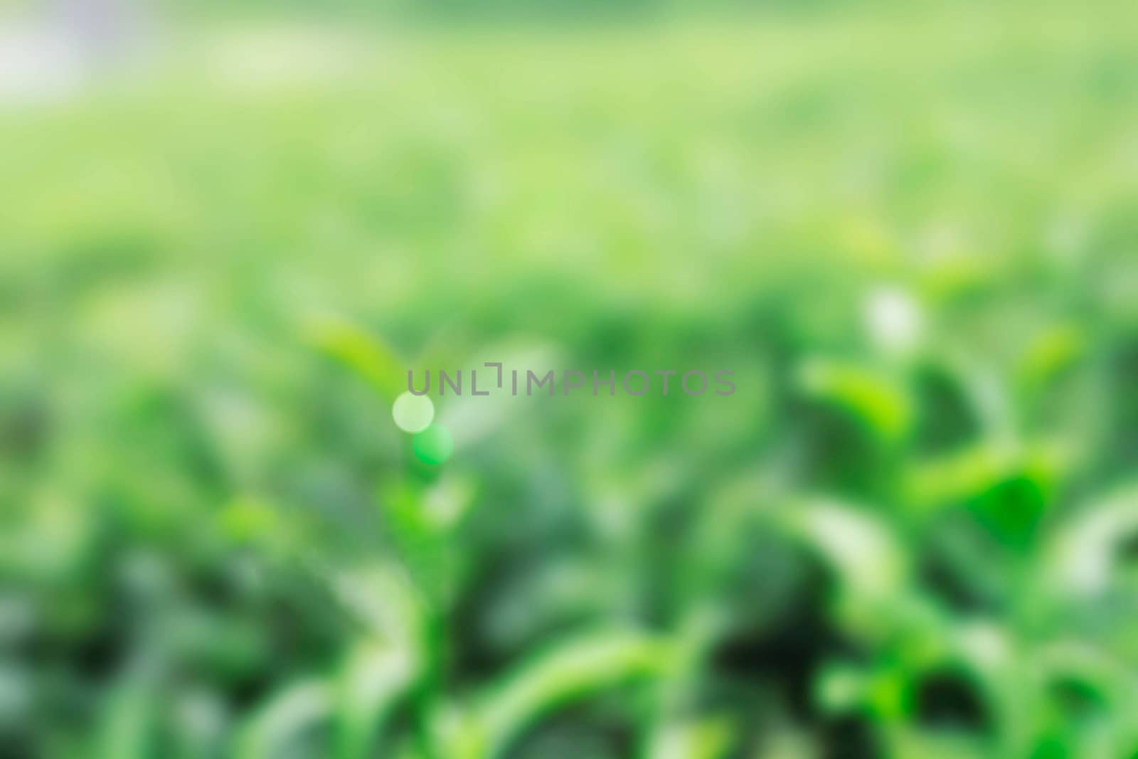 Green tea with a blurred images.