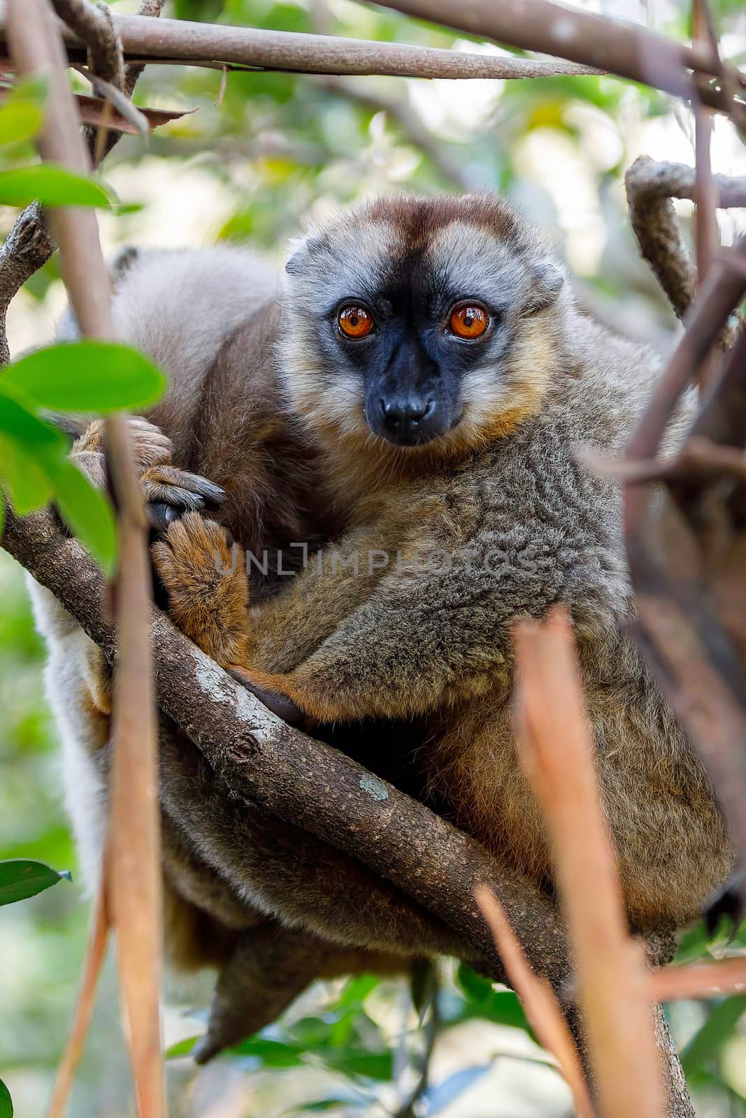 Common brown lemur in top of tree by artush