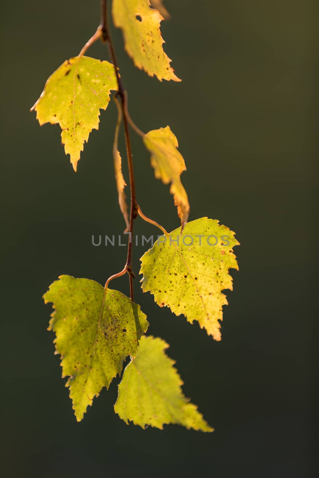 beautiful autumn yellow birch leaves. Autumn Landscape background. Fall abstract background with golden birch. autumnal naturebackdrop for design. shallow depth of field