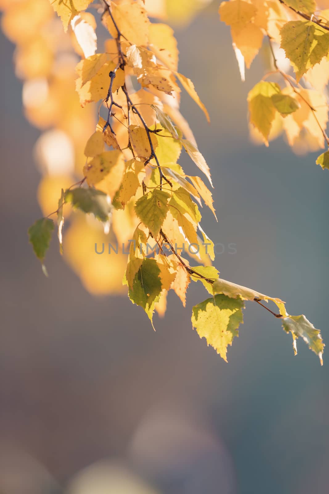 beautiful autumn yellow birch leaves by artush