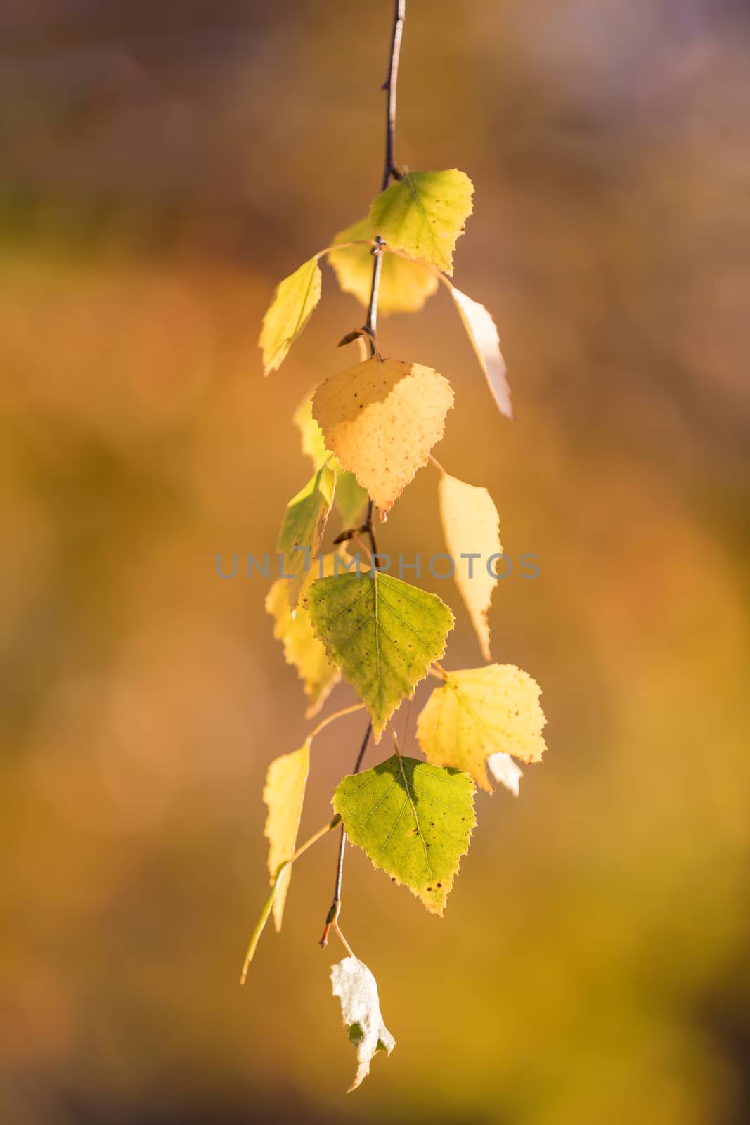 beautiful autumn yellow birch leaves. Autumn Landscape background. Fall abstract background with golden birch. autumnal naturebackdrop for design. shallow depth of field