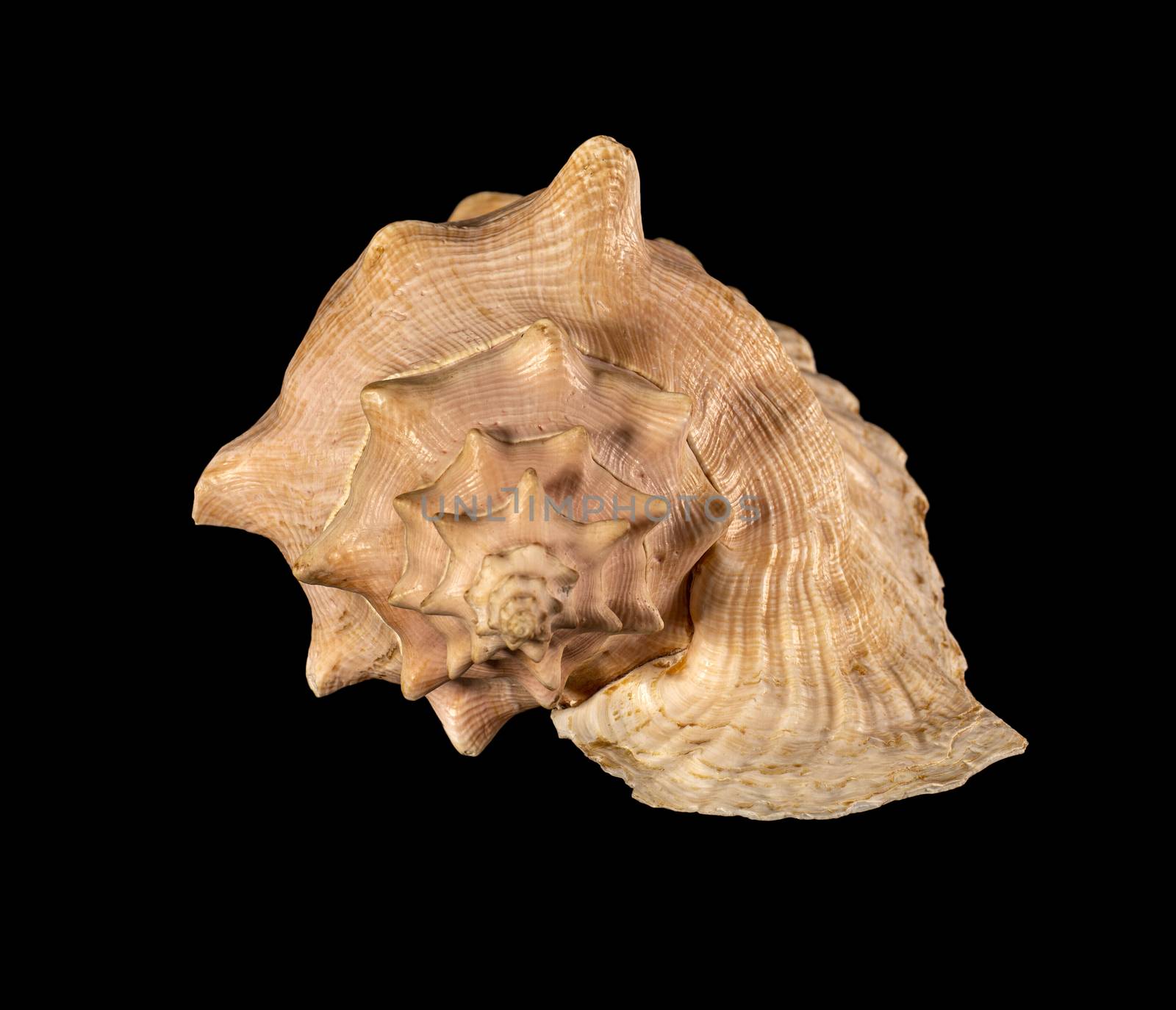 Sea shell isolated. Cassis cornuta, common name the horned helmet, is a species of extremely large sea snail, a marine gastropod mollusc in the family Cassidae, the helmet shells