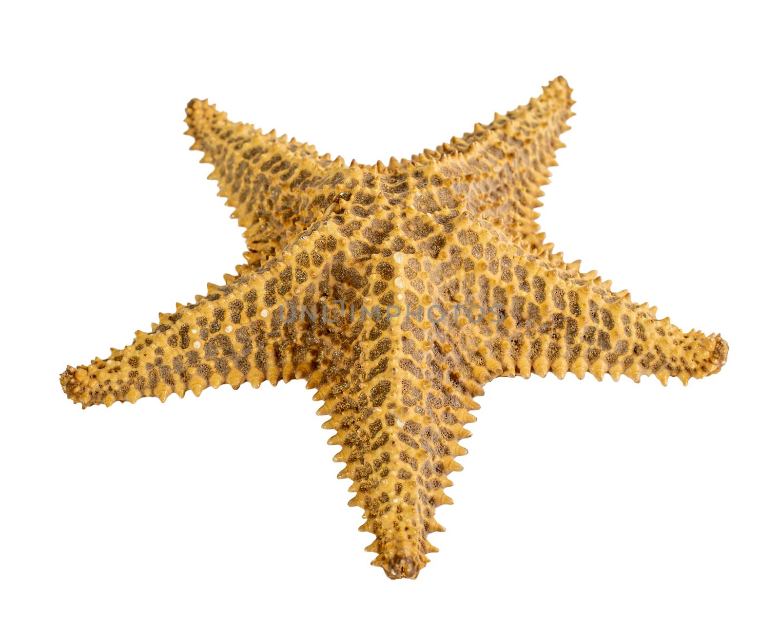 starfish brown isolated on a white background. Close-up. Side view