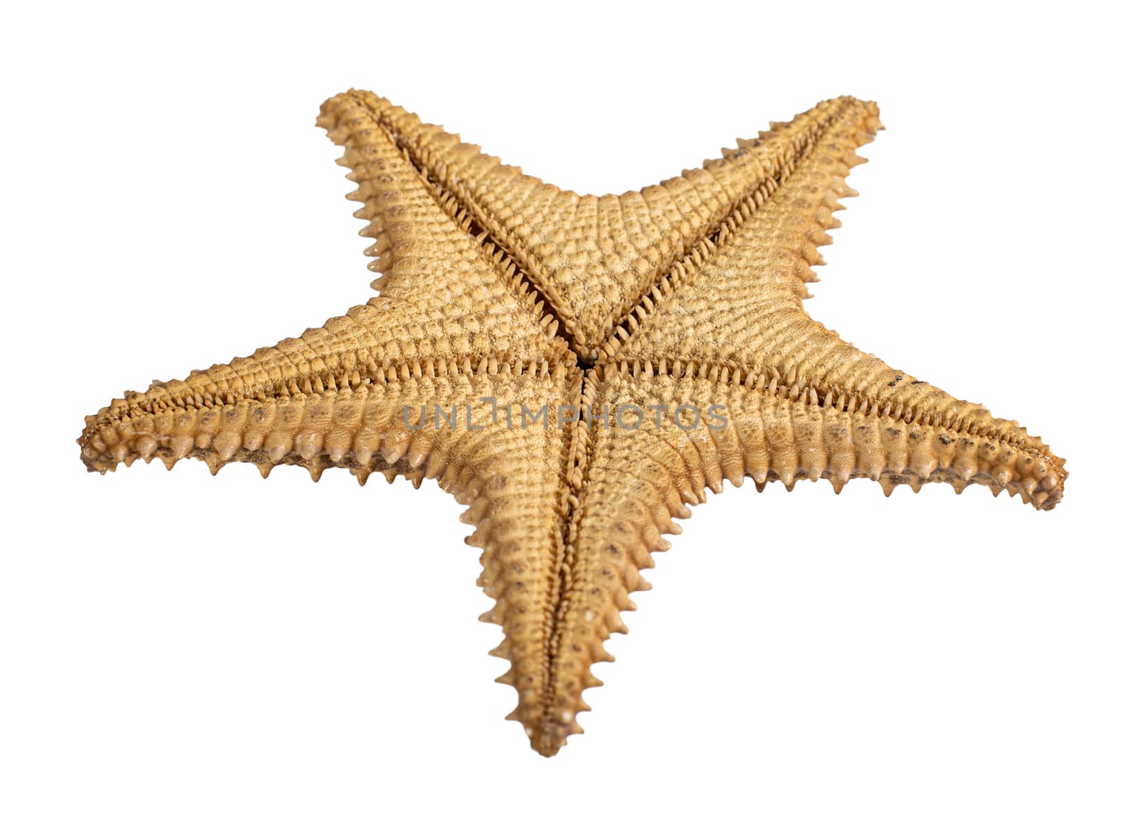 starfish brown isolated on a white background. Close-up. Bottom view
