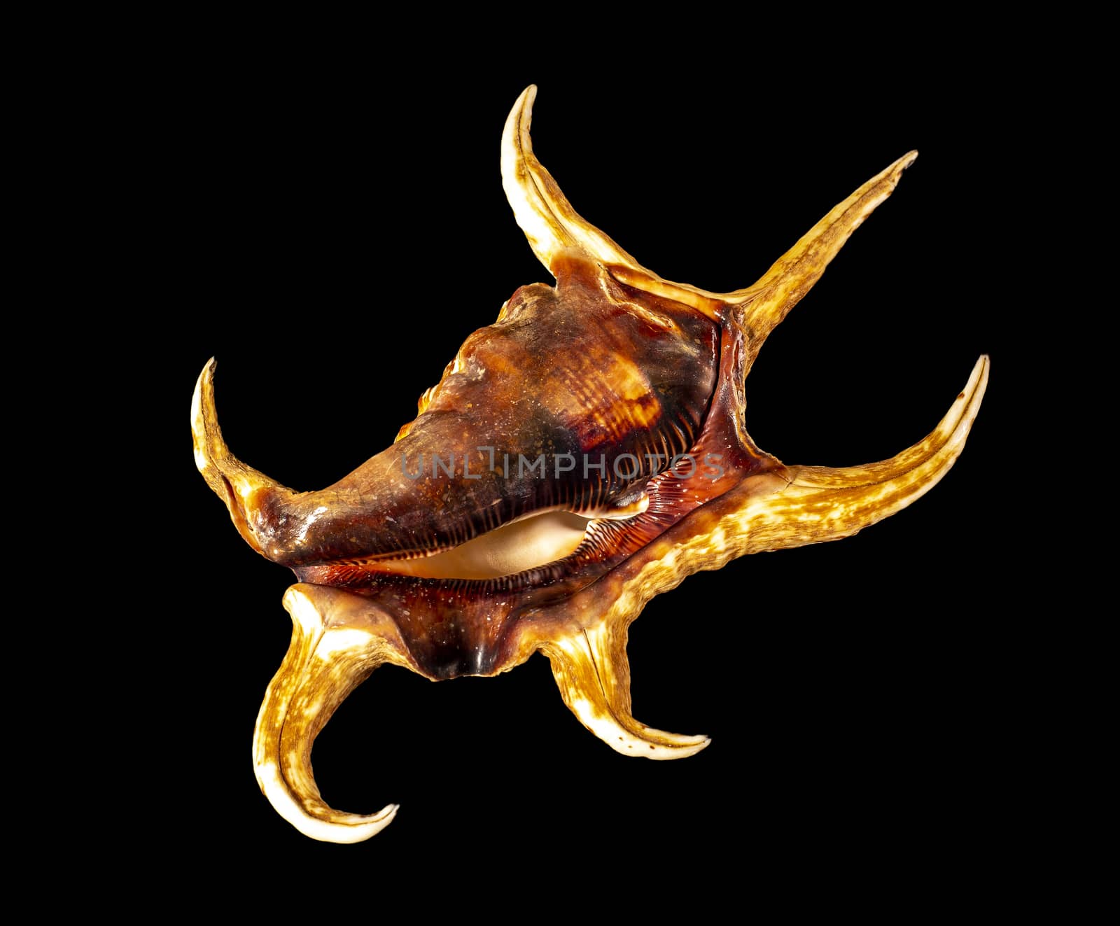 Sea shell isolated on a black background. Lambis is a genus of large sea snails sometimes known as spider conchs, marine gastropod mollusks in the family Strombidae