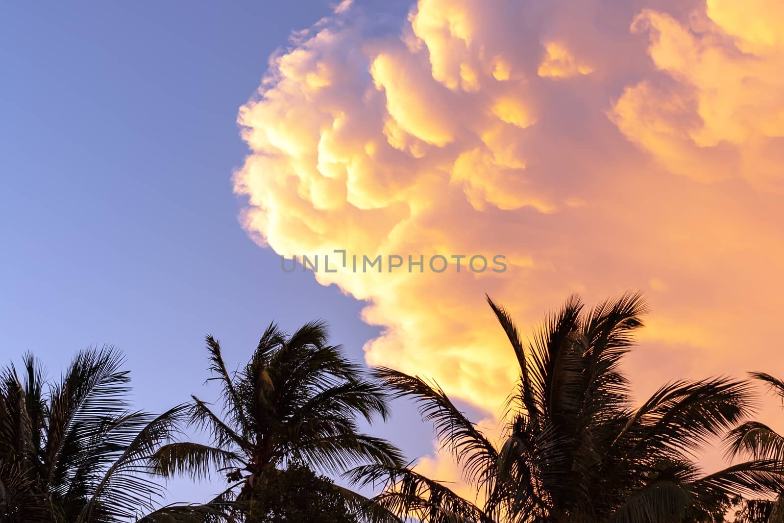 Cumulus clouds of during sunset on a background of palm trees. by 977_ReX_977