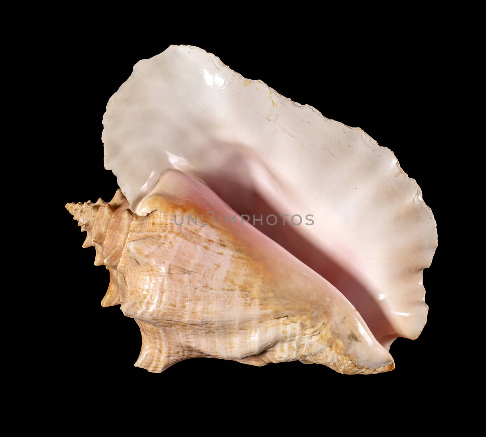 Sea shell isolated. Cassis cornuta, common name the horned helmet, is a species of extremely large sea snail, a marine gastropod mollusc in the family Cassidae, the helmet shells