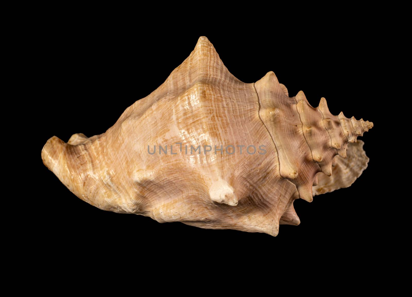 Sea shell isolated. Cassis cornuta, common name the horned helmet, is a species of extremely large sea snail, a marine gastropod mollusc in the family Cassidae, the helmet shells