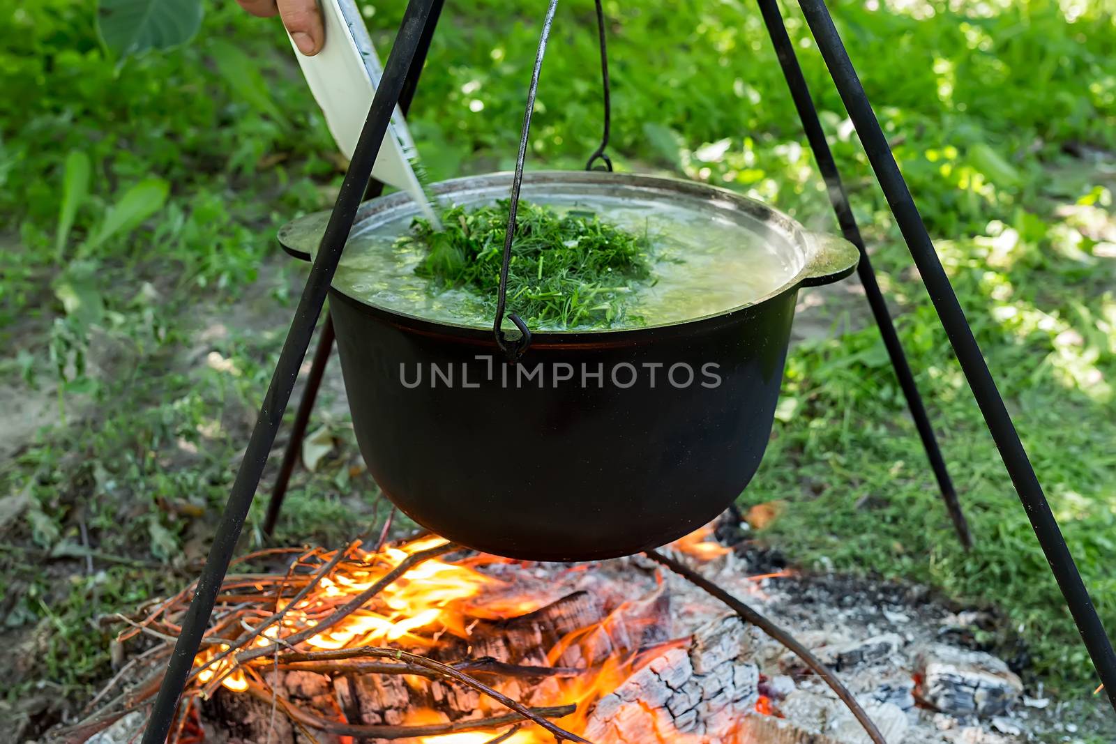 Man pours dill from the plate into the pot, which is heated on a fire. Fresh fish soup.
