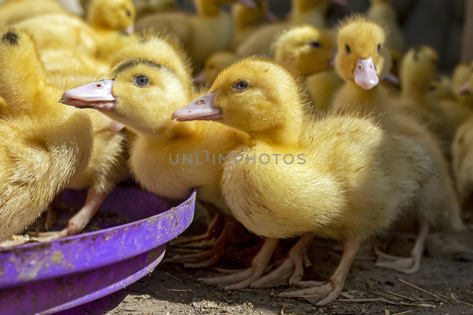 A group of ducklings. Cute beautiful yellow ducklings eat grain and walk outdoors. Young birds. Agriculture, poultry. Household. Growing poultry at home.