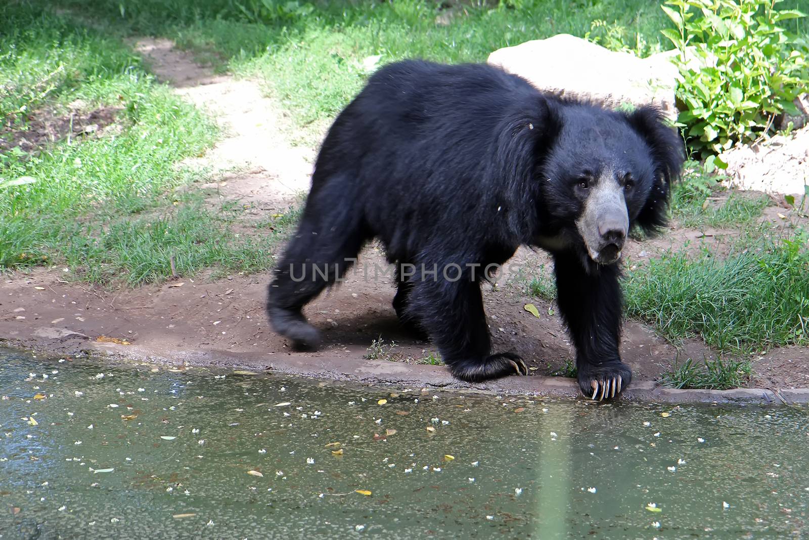 The American black bear Ursus americanus, previously known as Euarctos americanus is a medium-sized bear native to North America