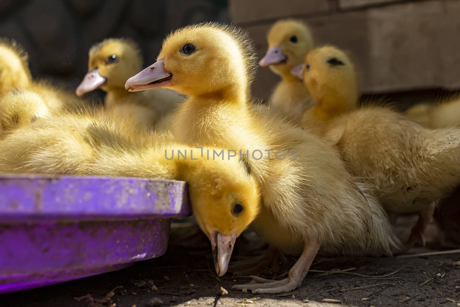 A group of ducklings. Cute beautiful yellow ducklings drink water, eat grain and walk outdoors. Young birds. Agriculture, poultry. Household. Growing poultry at home.
