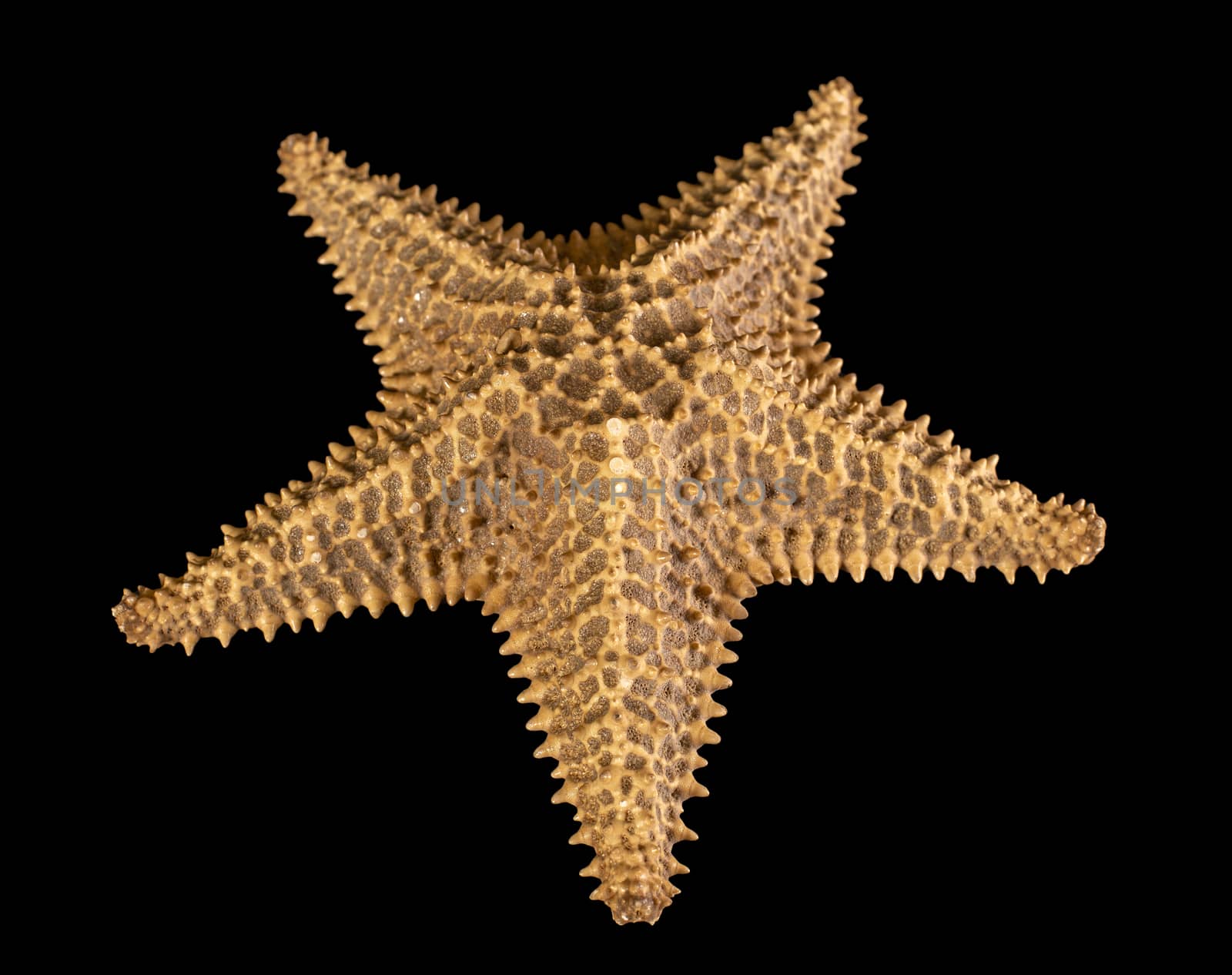 Brown starfish isolated on black background. Close-up. Top view