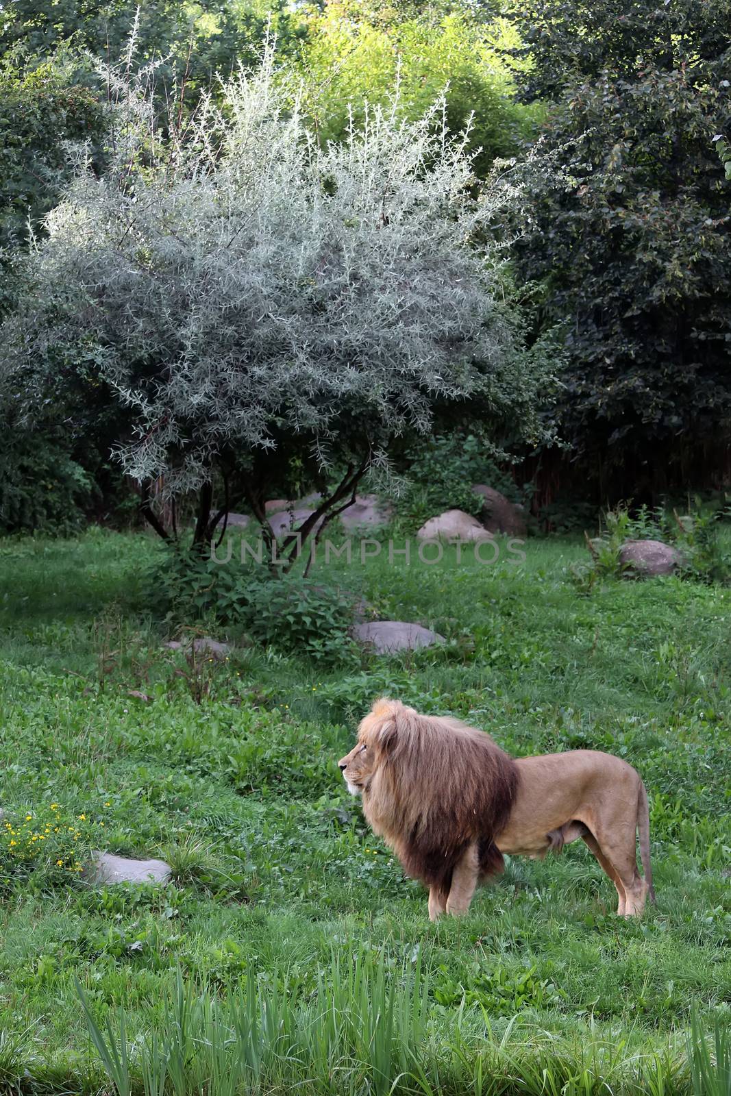Lion on a background of green grass. Lion with a luxurious mane.