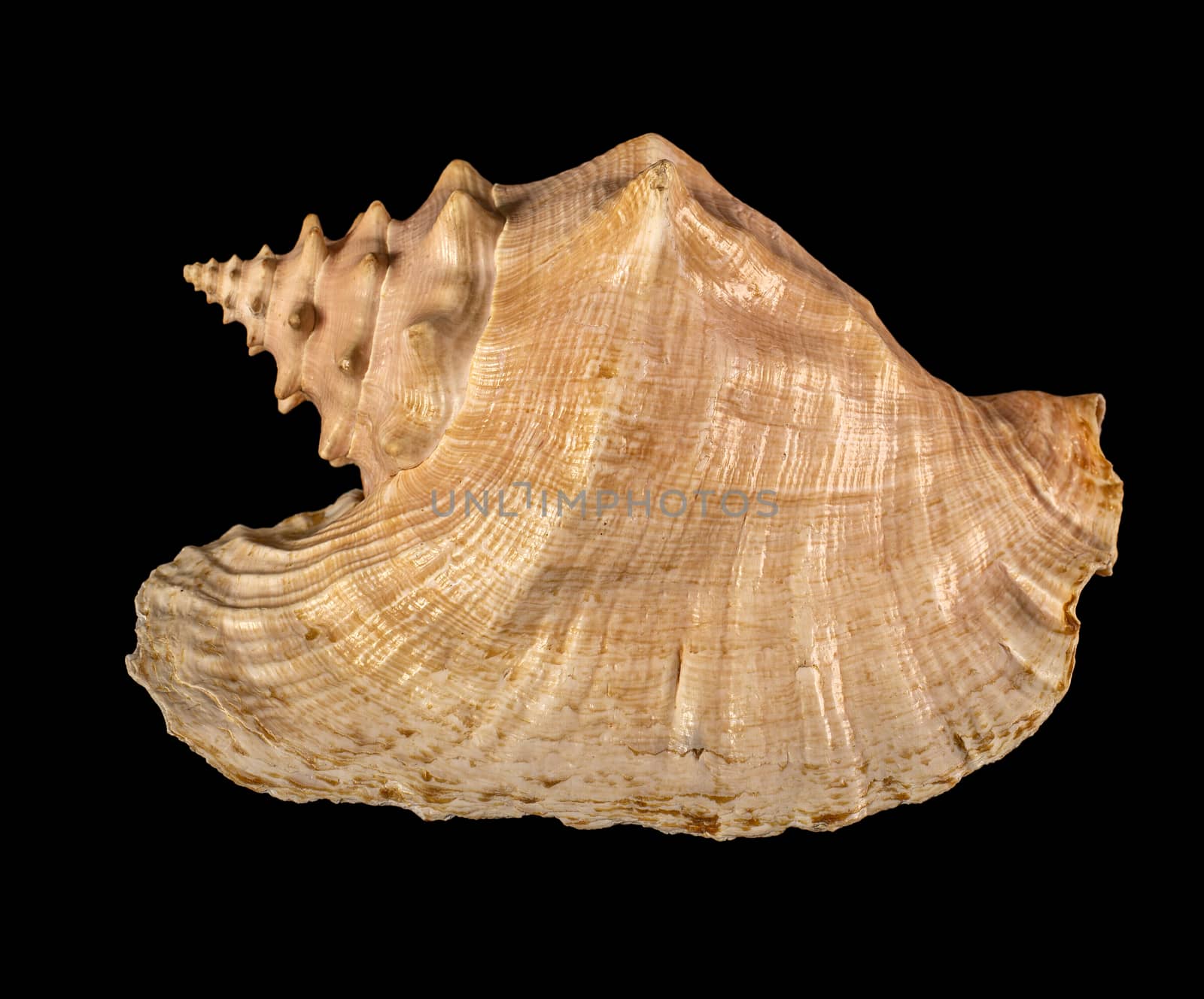 Sea shell isolated on a black background. Beautiful seashell by 977_ReX_977