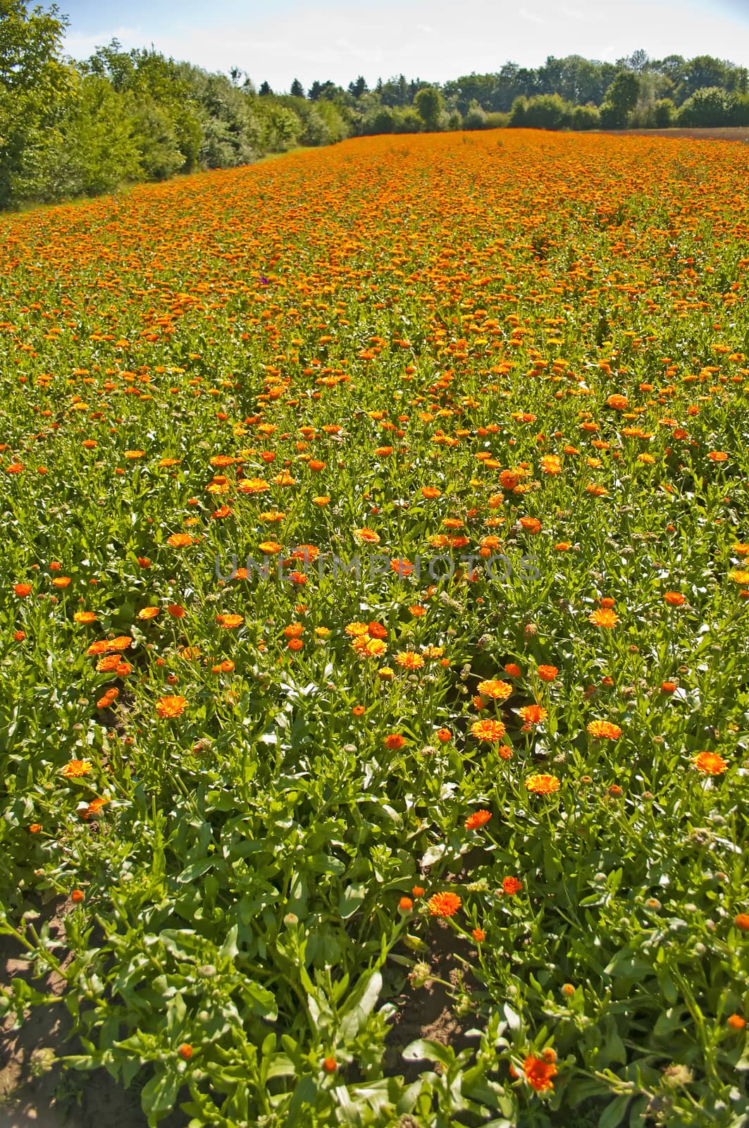 marigold flower