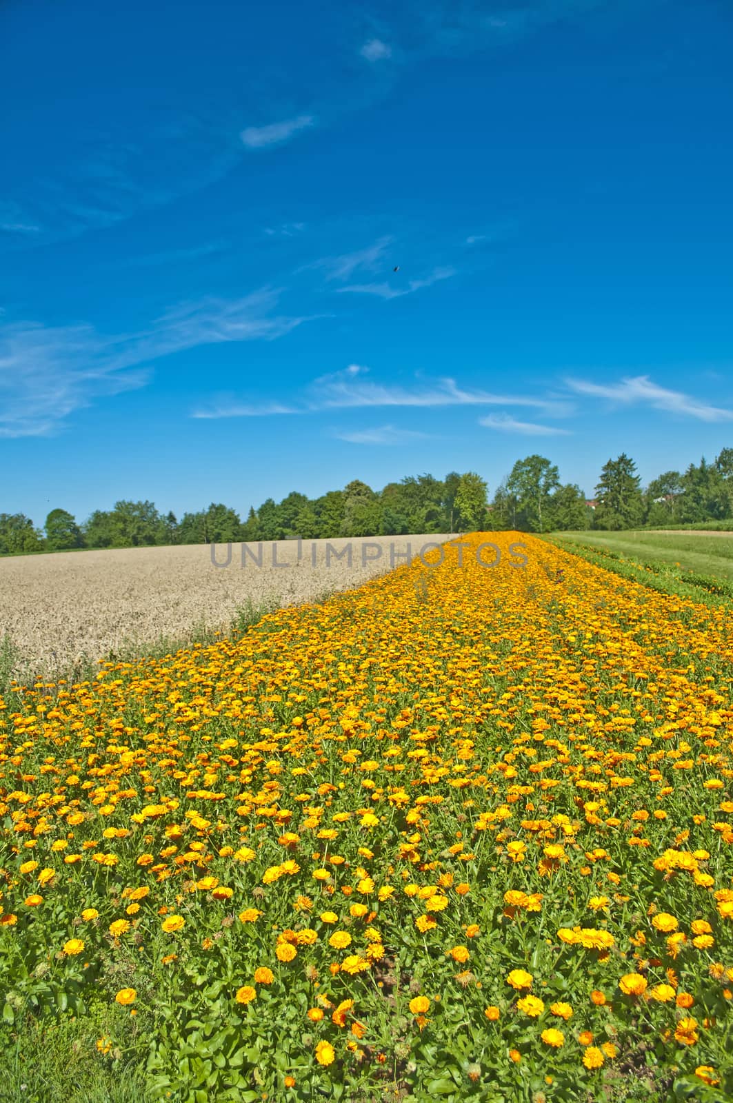 marigold field by Jochen