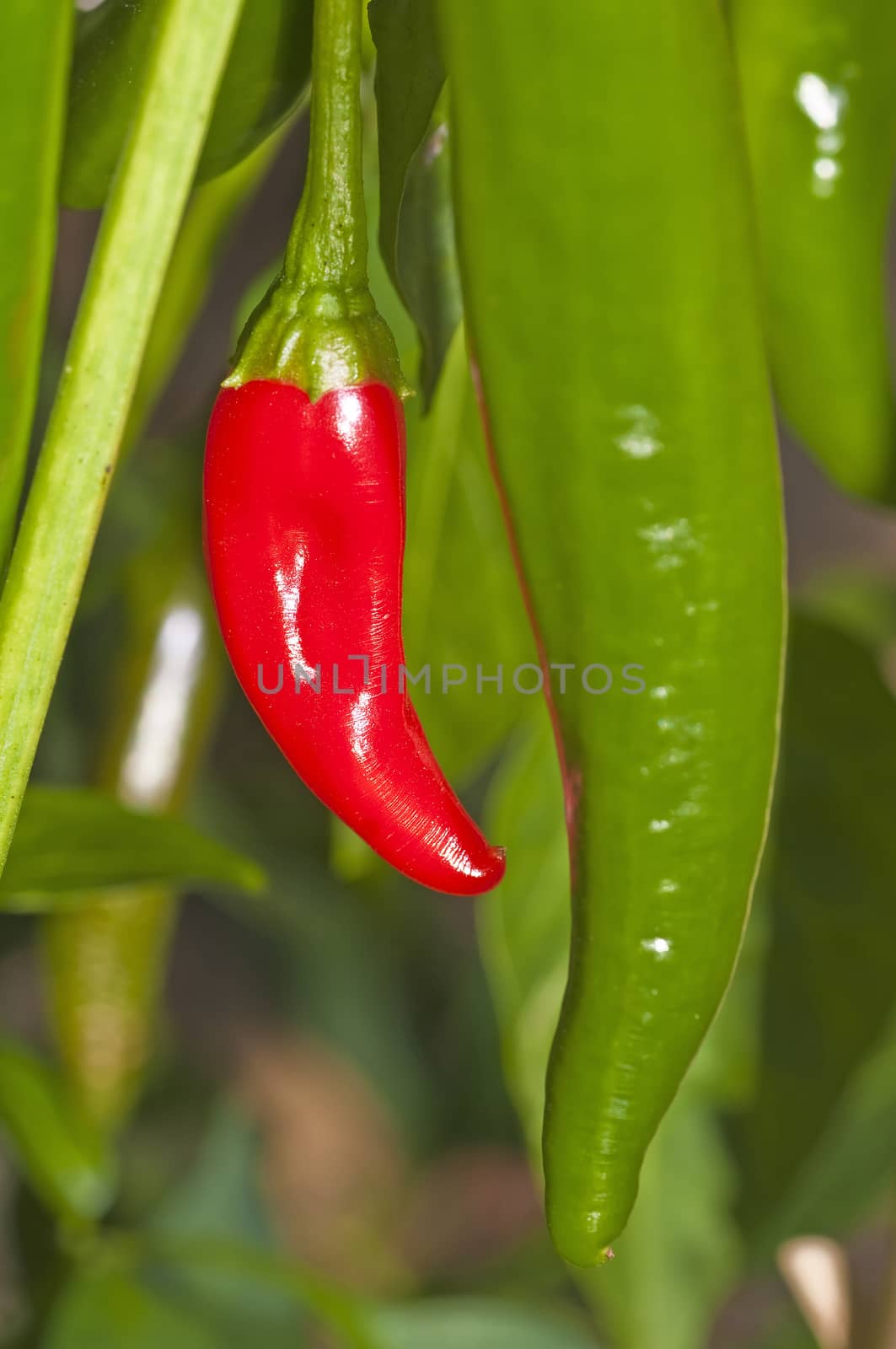 Chili red and green by Jochen