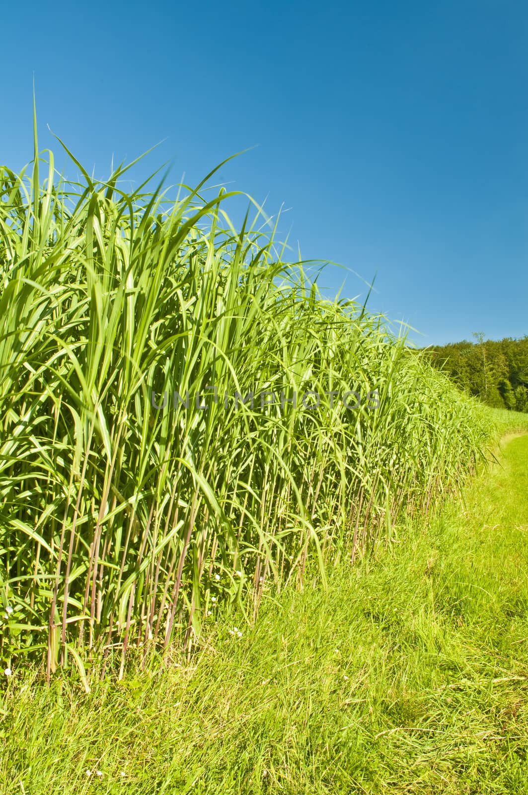 The renewable resource switch grass for heating and production of diesel