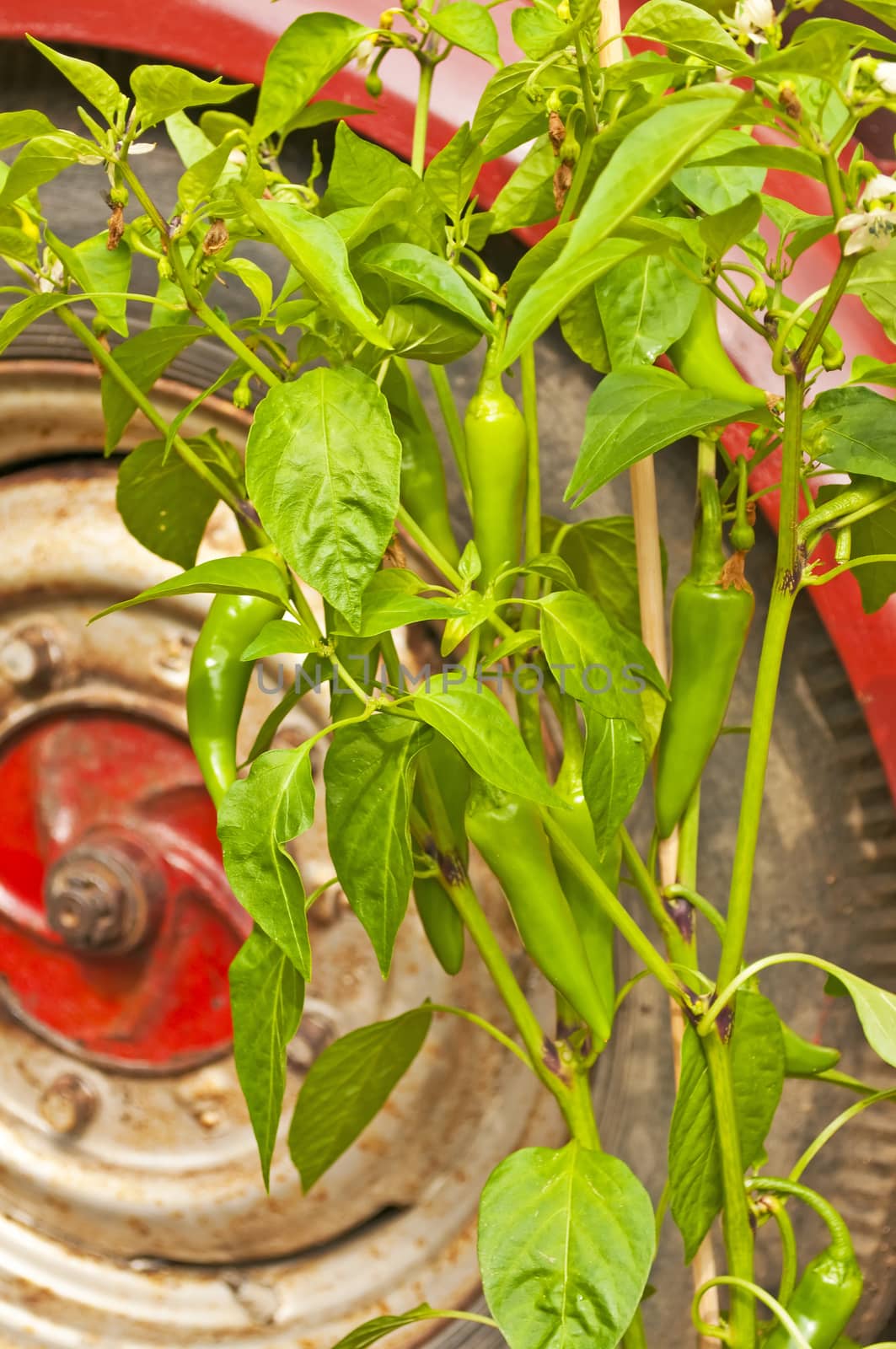 chili with car by Jochen