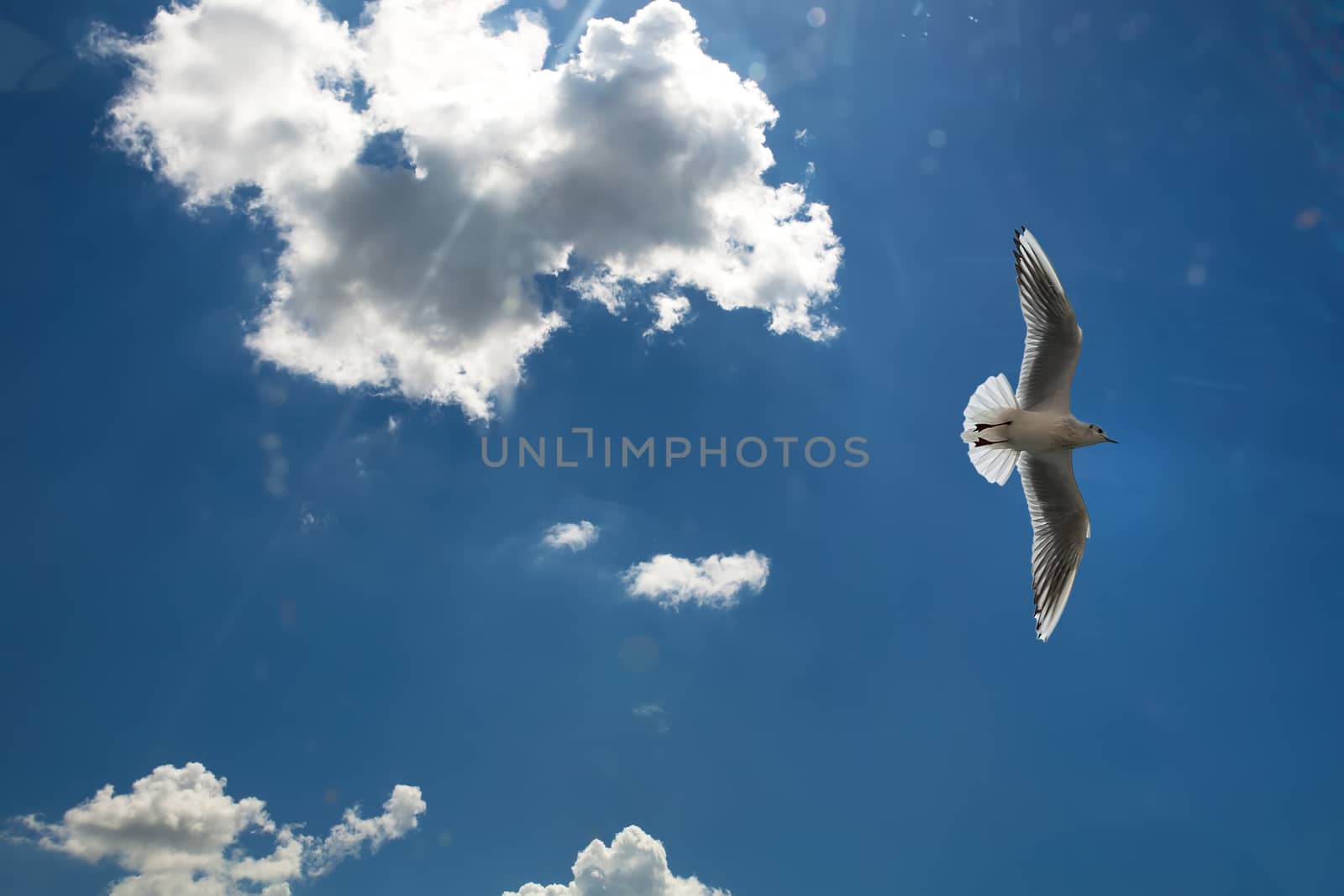 Sea gull flies in the sky. Bottom view on a background of clouds silhouette of a seagull.