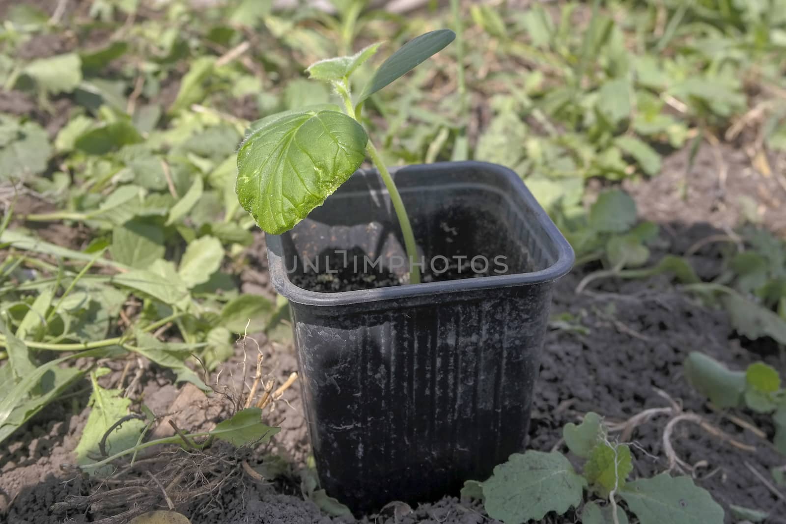 a cucumber seedlingready to be planted in a plastic jar