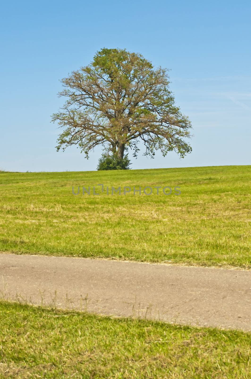 oak in summer