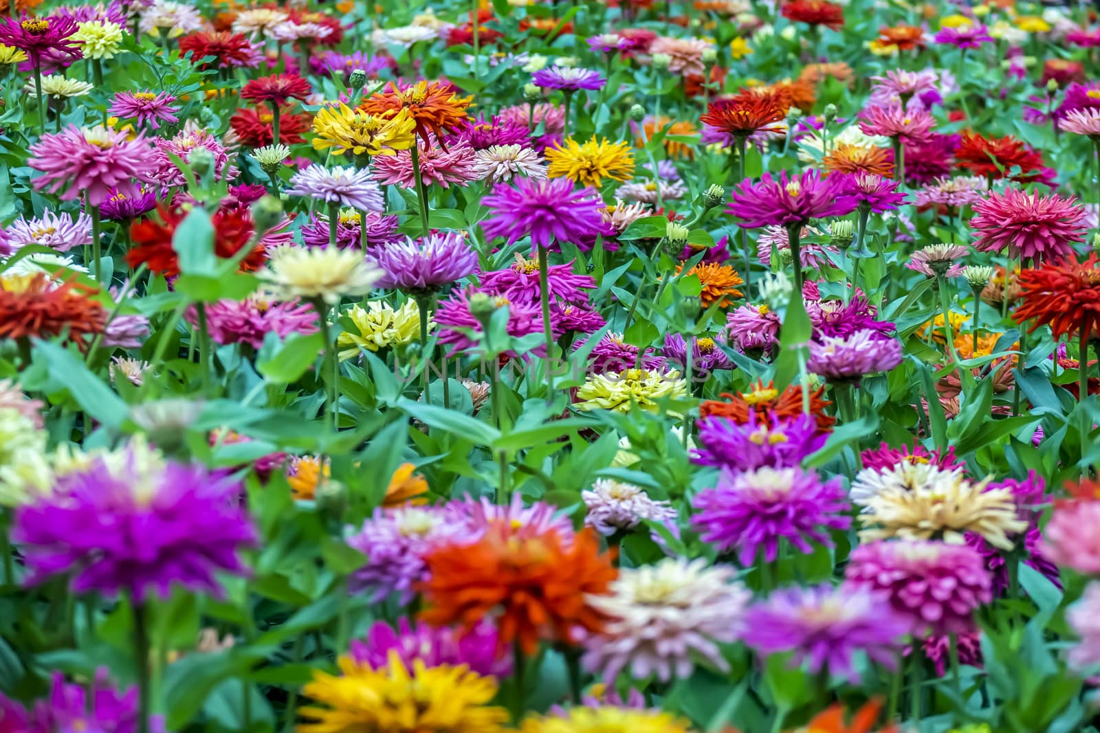 colorful background, many flowers of different blossoms grows on one flowerbed by Akmenra