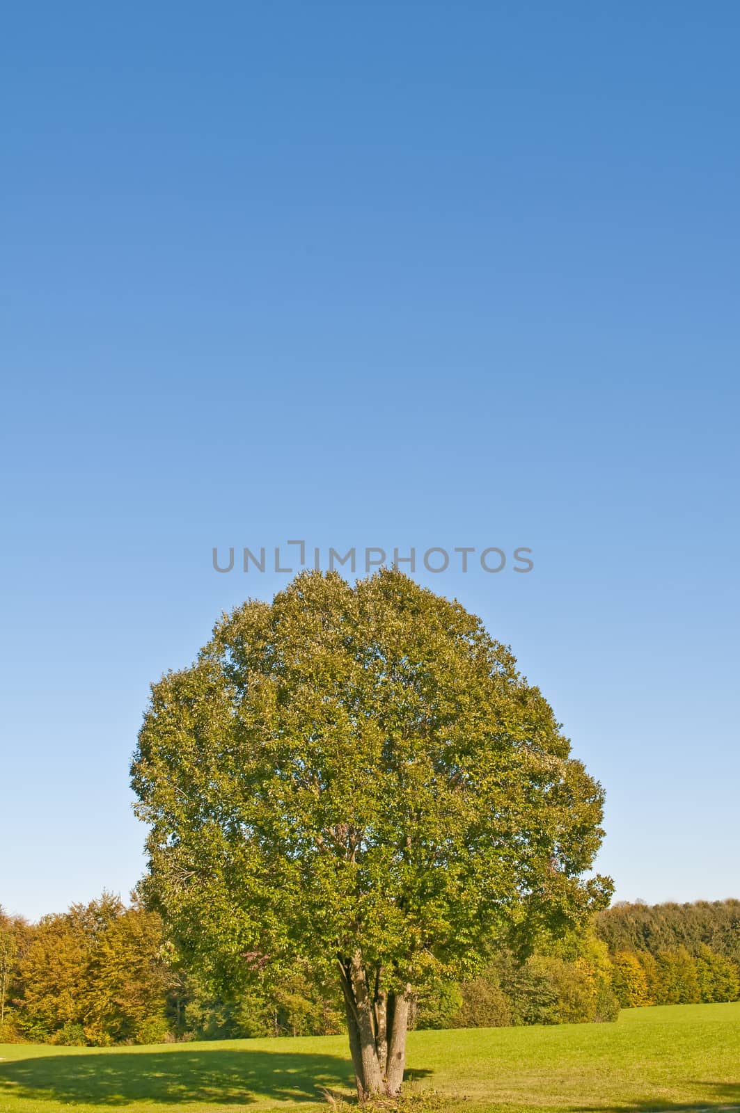 tree in autumnal light by Jochen