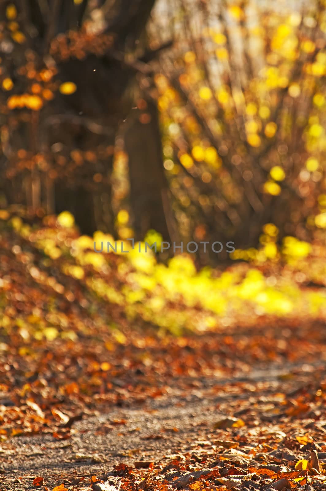 autumnal colors by Jochen