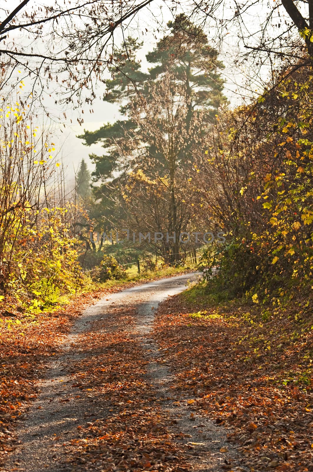 autumnal painted forest with way by Jochen