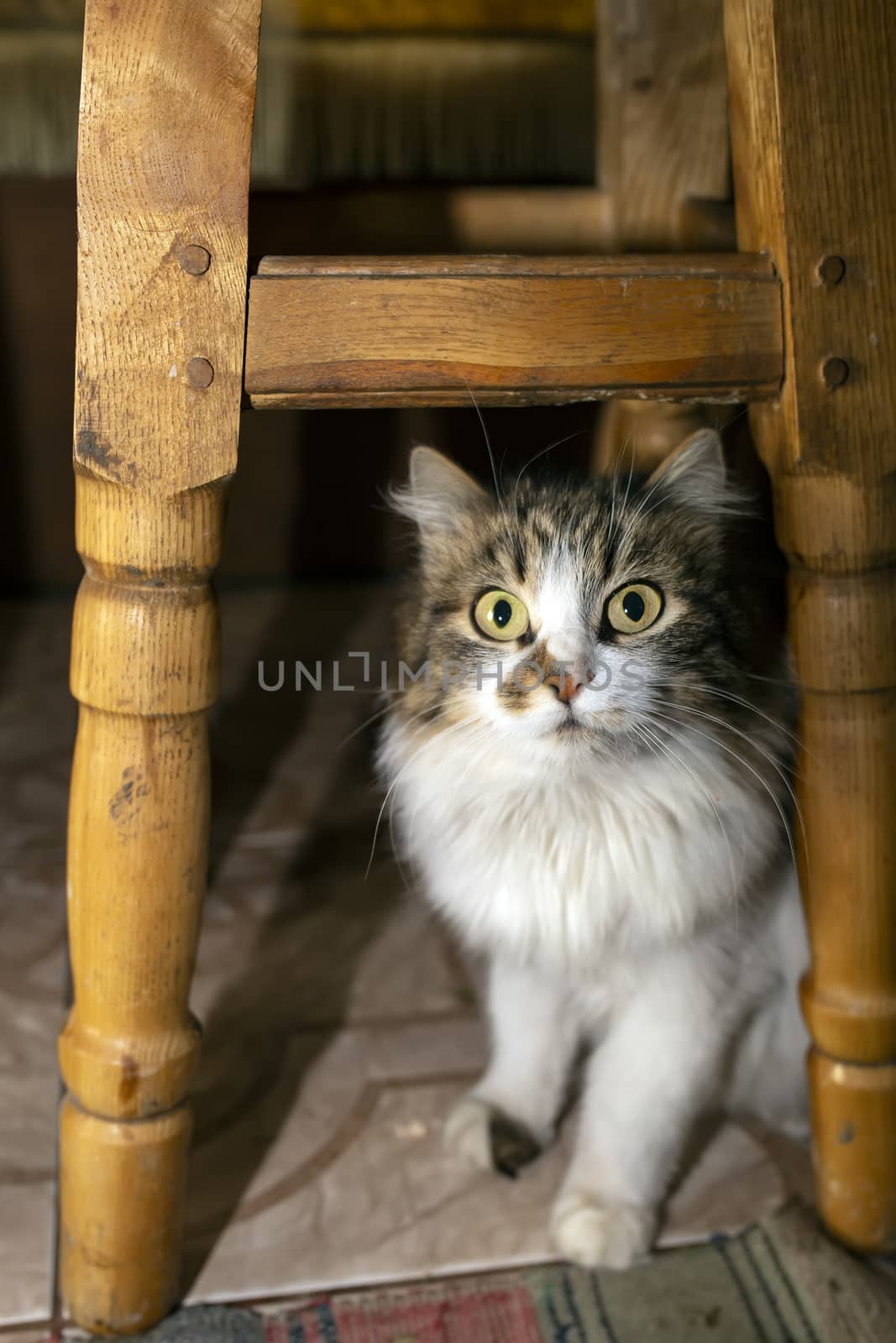 A gray-white cat sits under a stool. Beautiful domestic cat on the floor top view.