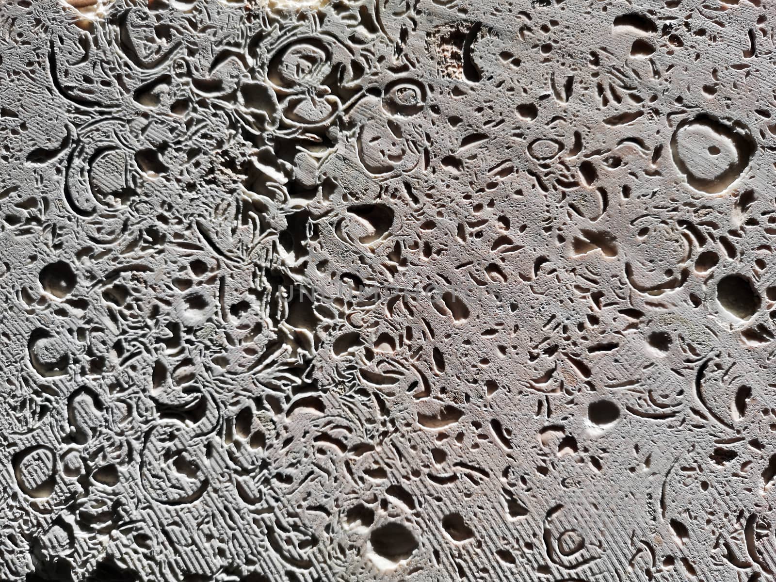 Slice of a gray shell rock polished with caverns. Background texture closeup.