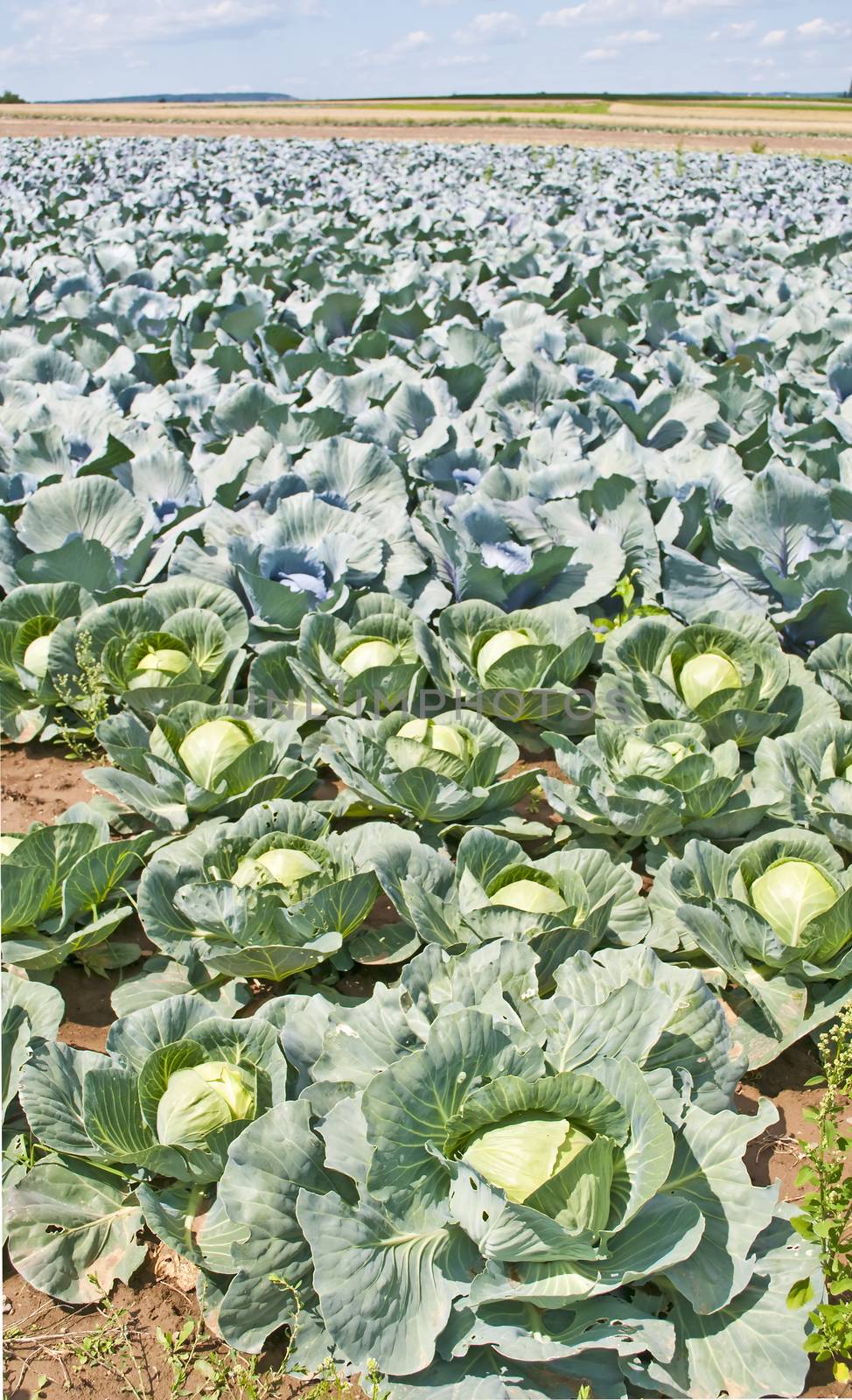 cultivation of kale by Jochen