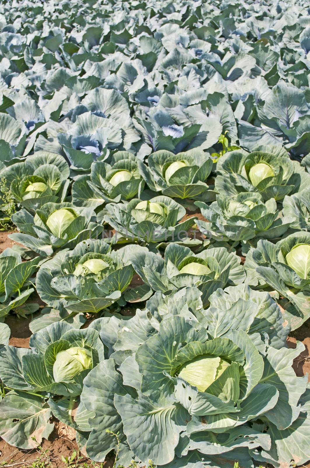 cultivation of kale