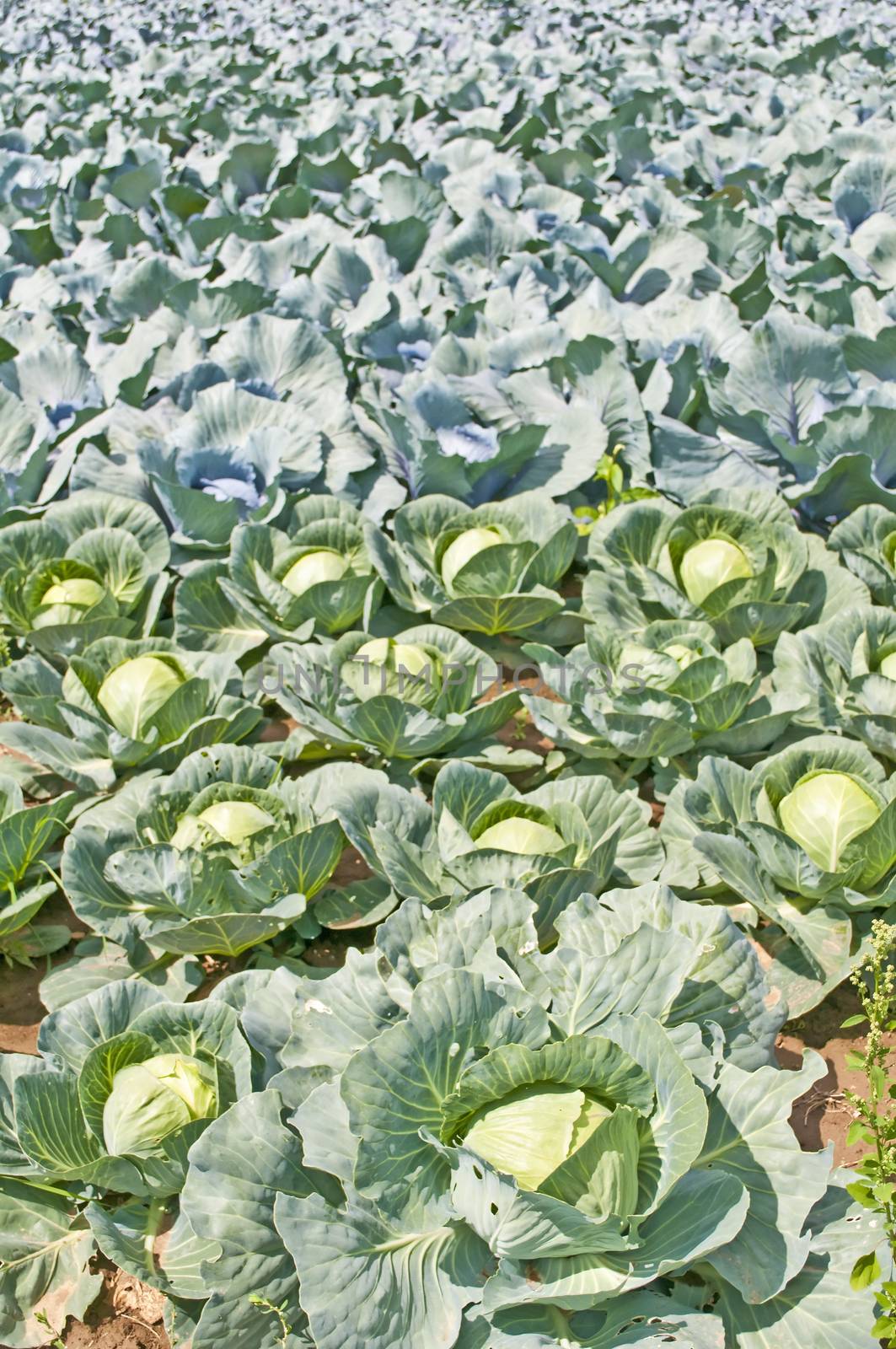 cultivation of kale by Jochen