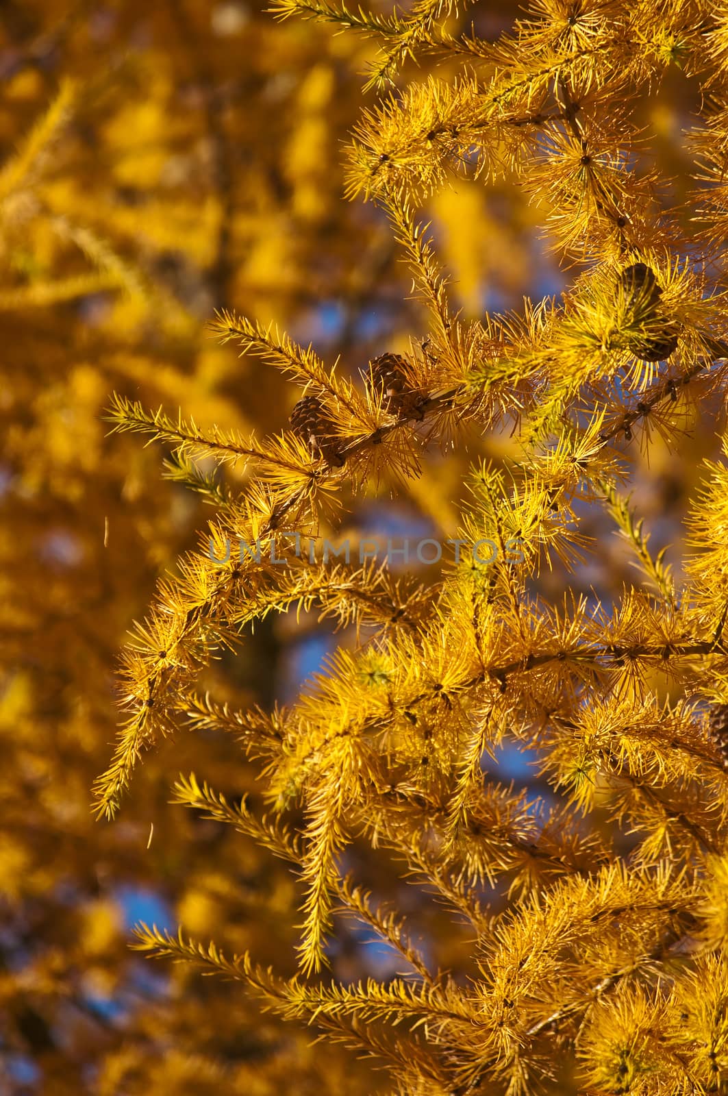 larch in autumnal color by Jochen
