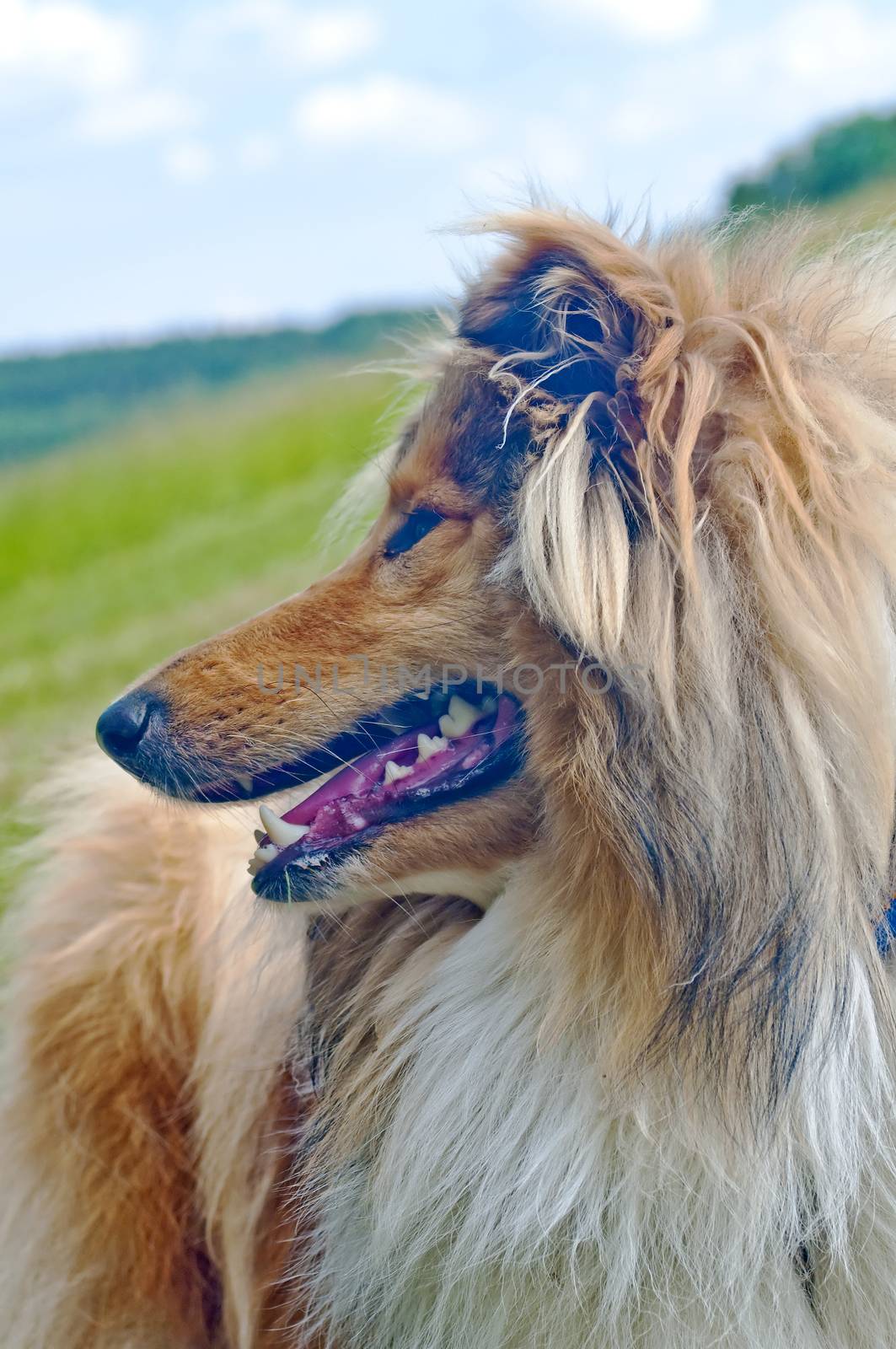 collie dog