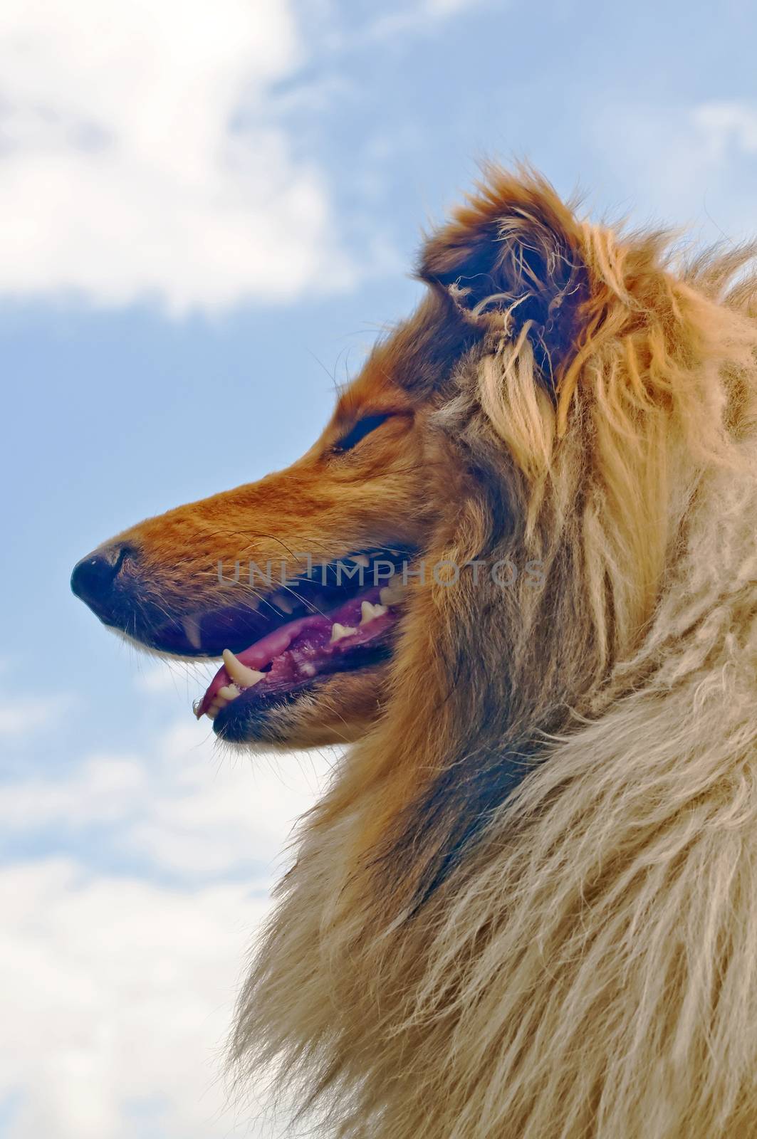 collie by Jochen