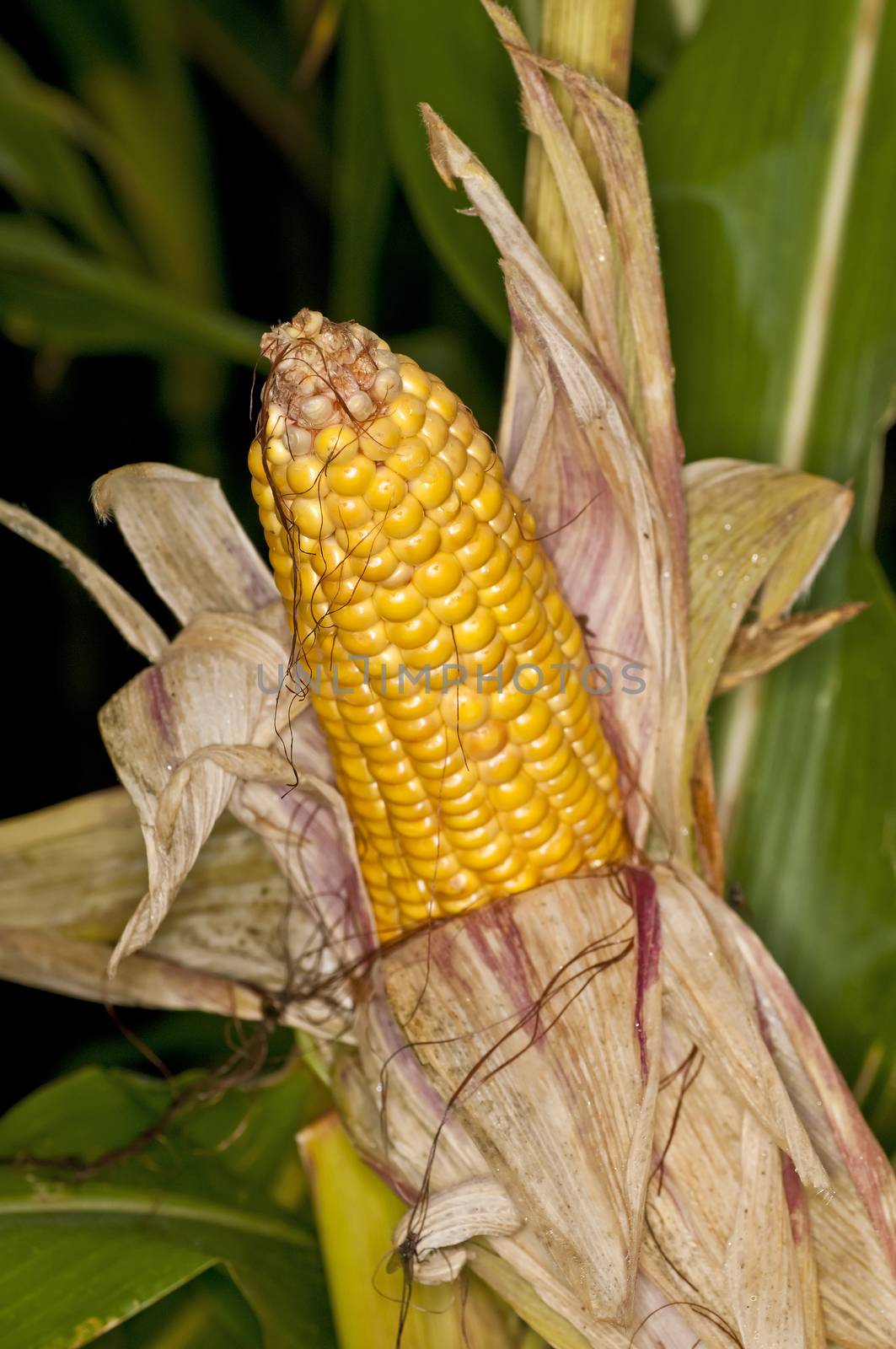 ripe corn by Jochen