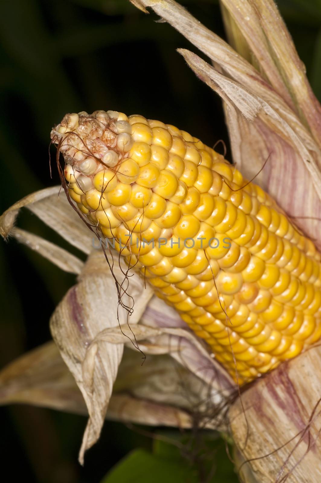 ripe corn by Jochen