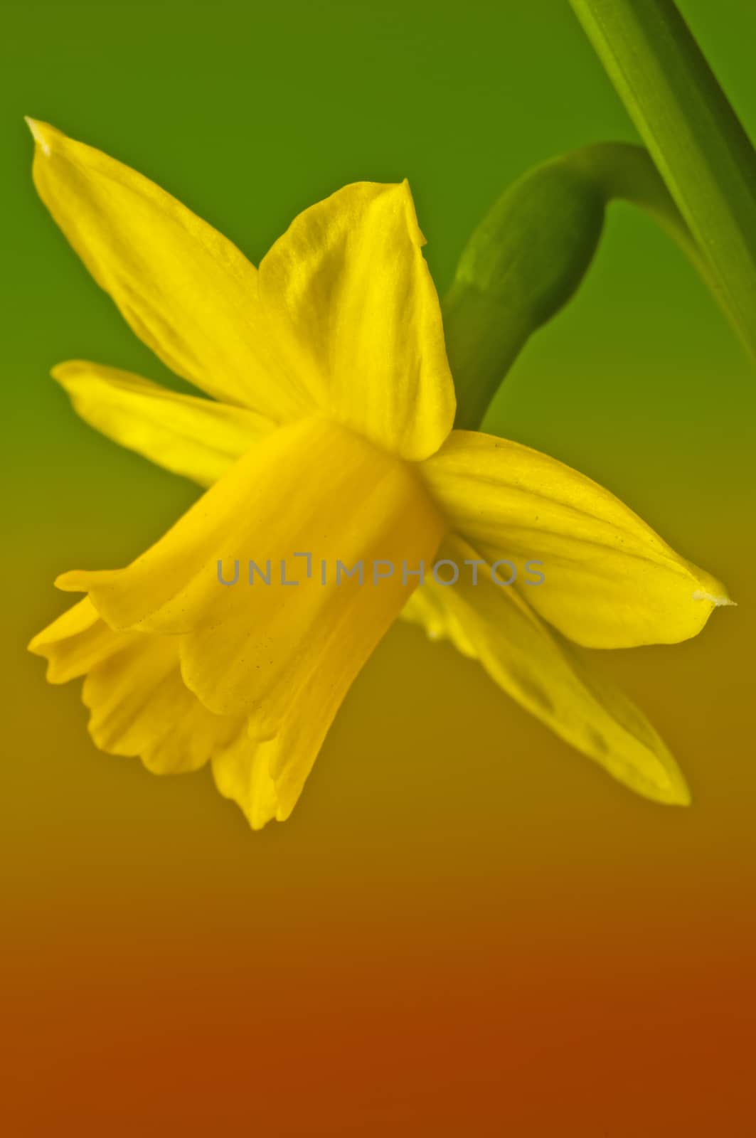 daffodil blooming