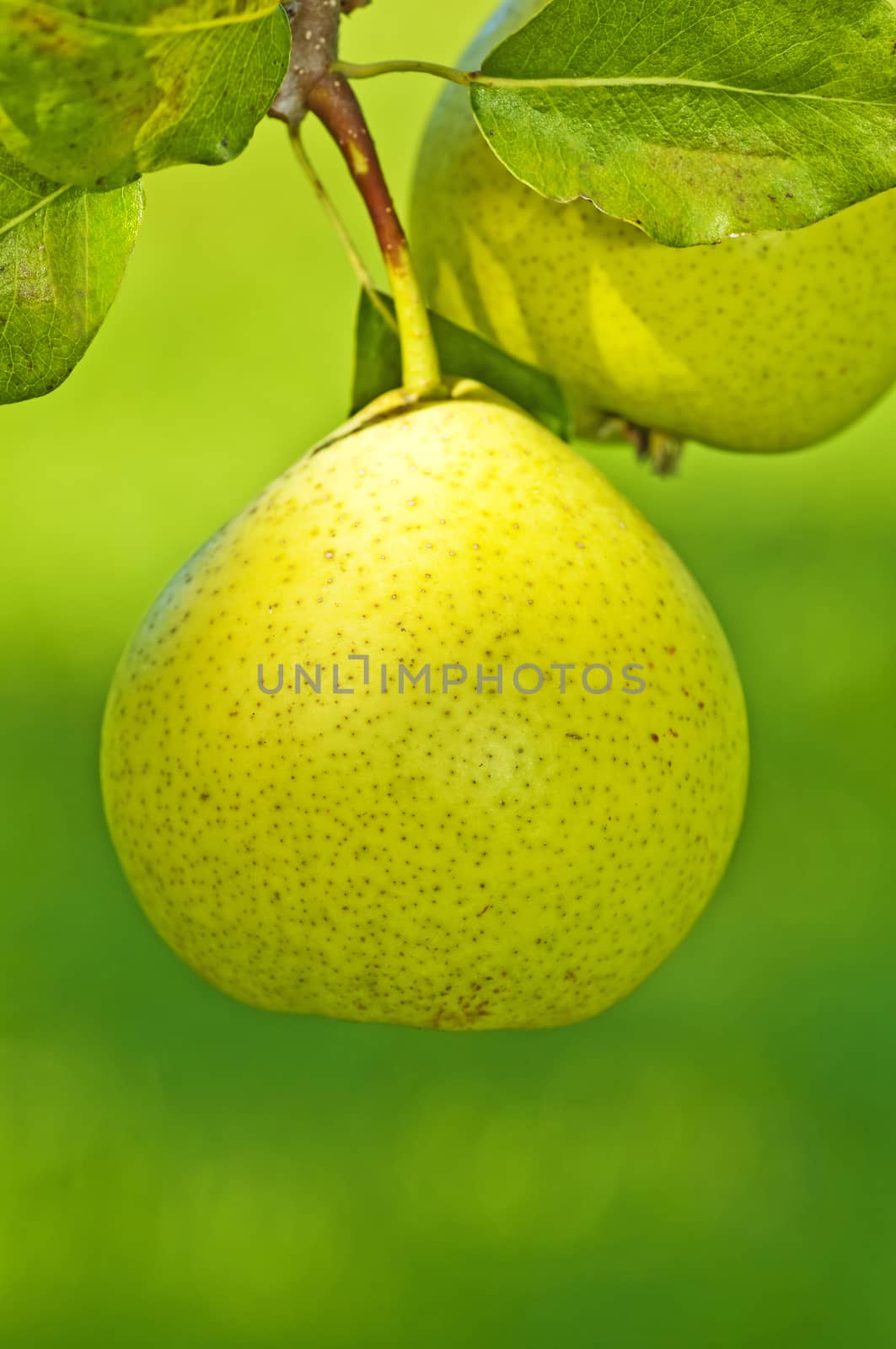 perry-pear by Jochen